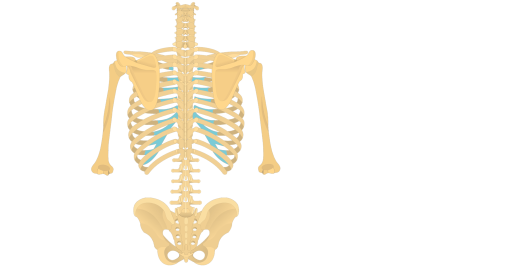 thoracic cage diagram labeled