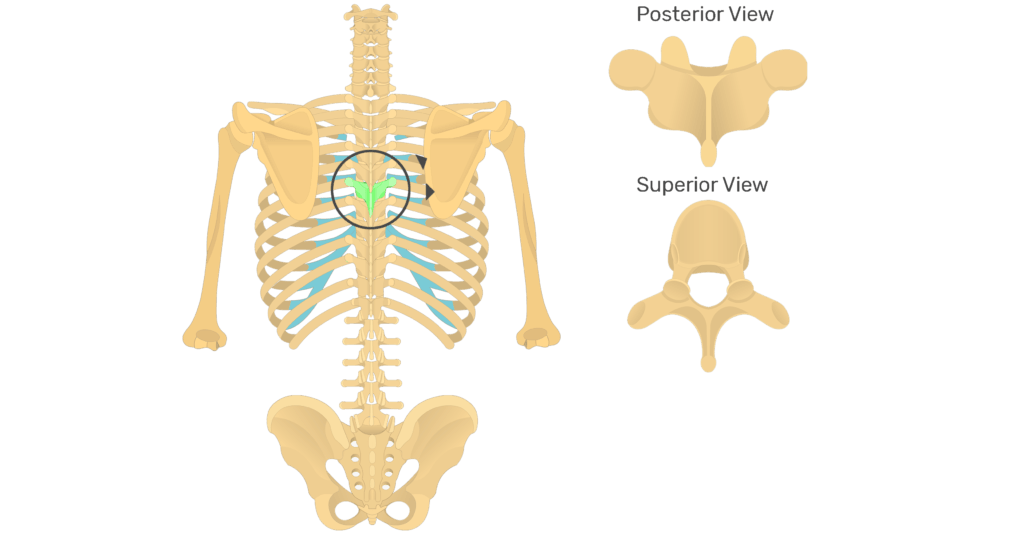 Thoracic Vertebrae (Thoracic Spine) – Anatomy & Labeled Diagram