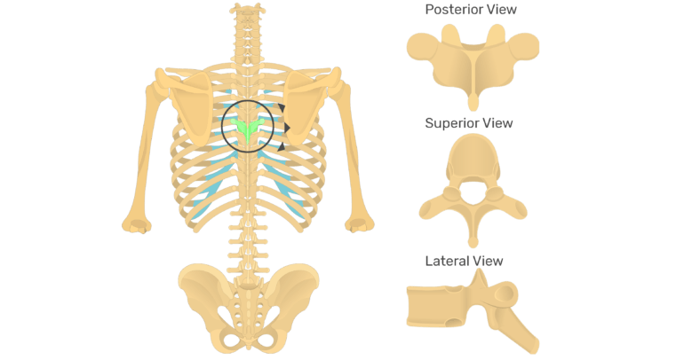 Thoracic Vertebrae: anatomy and labeled diagram | GetBodySmart