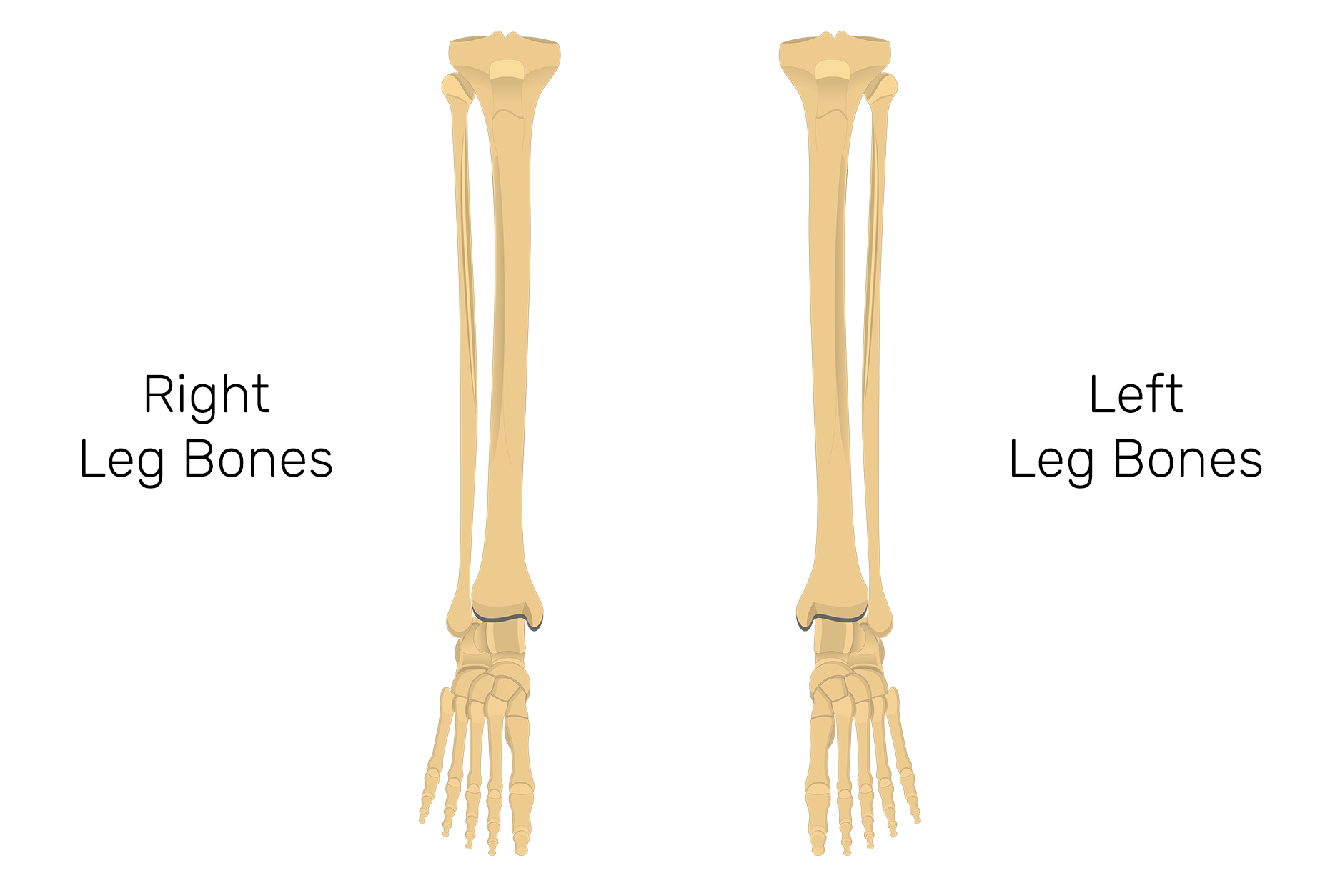 Tibia Diagram Unlabeled | World of Reference tibula fibula diagram 