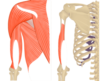 Featured image showing two views of the posterior upper arm and shoulder. The image on the left shows the bony elements and the muscles of the posterior upper arm and shoulder, the image on the left shows isolated Triceps Brachii Lateral head.