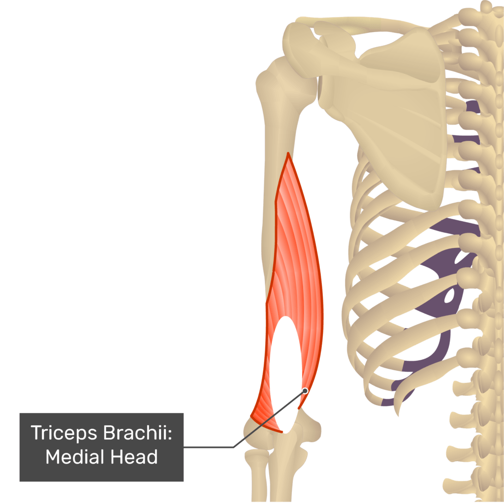 Power muscles of the male arm: deltoid (1), triceps brachii long (2)
