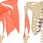 Featured image Featured image showing two views of the posterior upper arm and shoulder. The image on the left shows the bony elements and the muscles of the posterior upper arm and shoulder, the image on the right shows isolated Triceps Brachii Medial head.