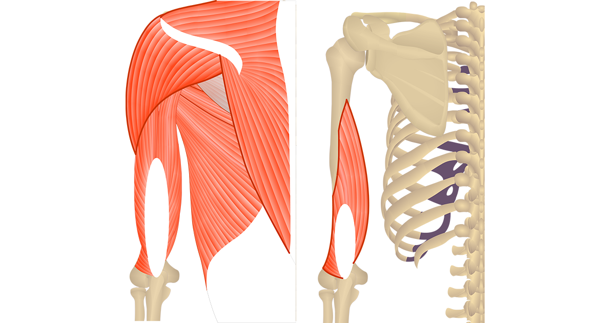 Triceps Brachii Muscle: Medial Head