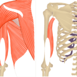 Featured image showing two views of the posterior upper arm and shoulder. The image on the left shows the bony elements and the muscles of the posterior upper arm and shoulder, the image on the left shows isolated Triceps Brachii Long head.