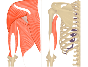 Featured image showing two views of the posterior upper arm and shoulder. The image on the left shows the bony elements and the muscles of the posterior upper arm and shoulder, the image on the left shows isolated Triceps Brachii Long head.