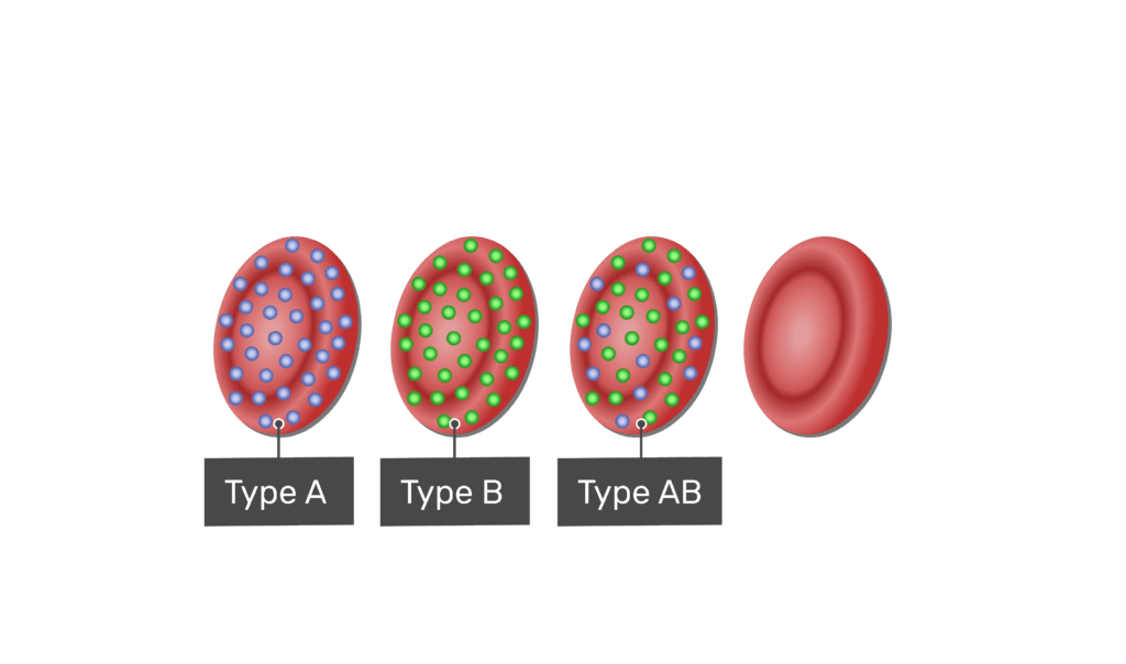 ABO and Rh blood types | GetBodySmart