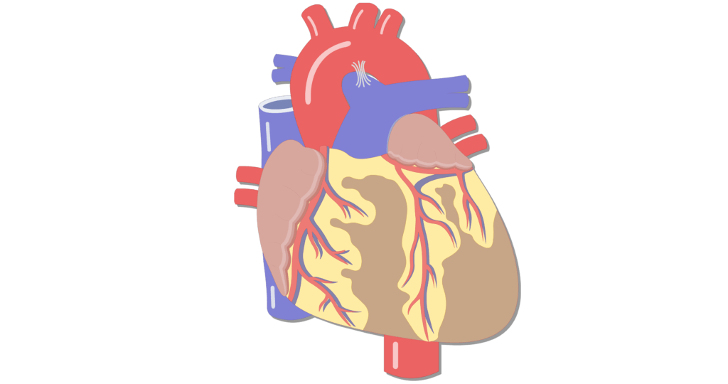 Unlabelled image of the anterior veiw of the major blood vessels of the heart