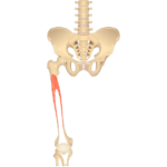 Anterior view of the hip and femur showing the vastus intermedius muscle