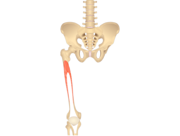 Anterior view of the hip and femur showing the vastus intermedius muscle