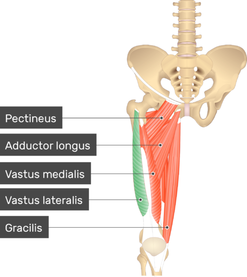 Vastus Lateralis Muscle