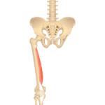 Anterior view of the hip and femur showing the vastus medialis muscle