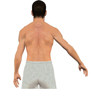 image showing posterior view of figure. Abduction of the arm 6.