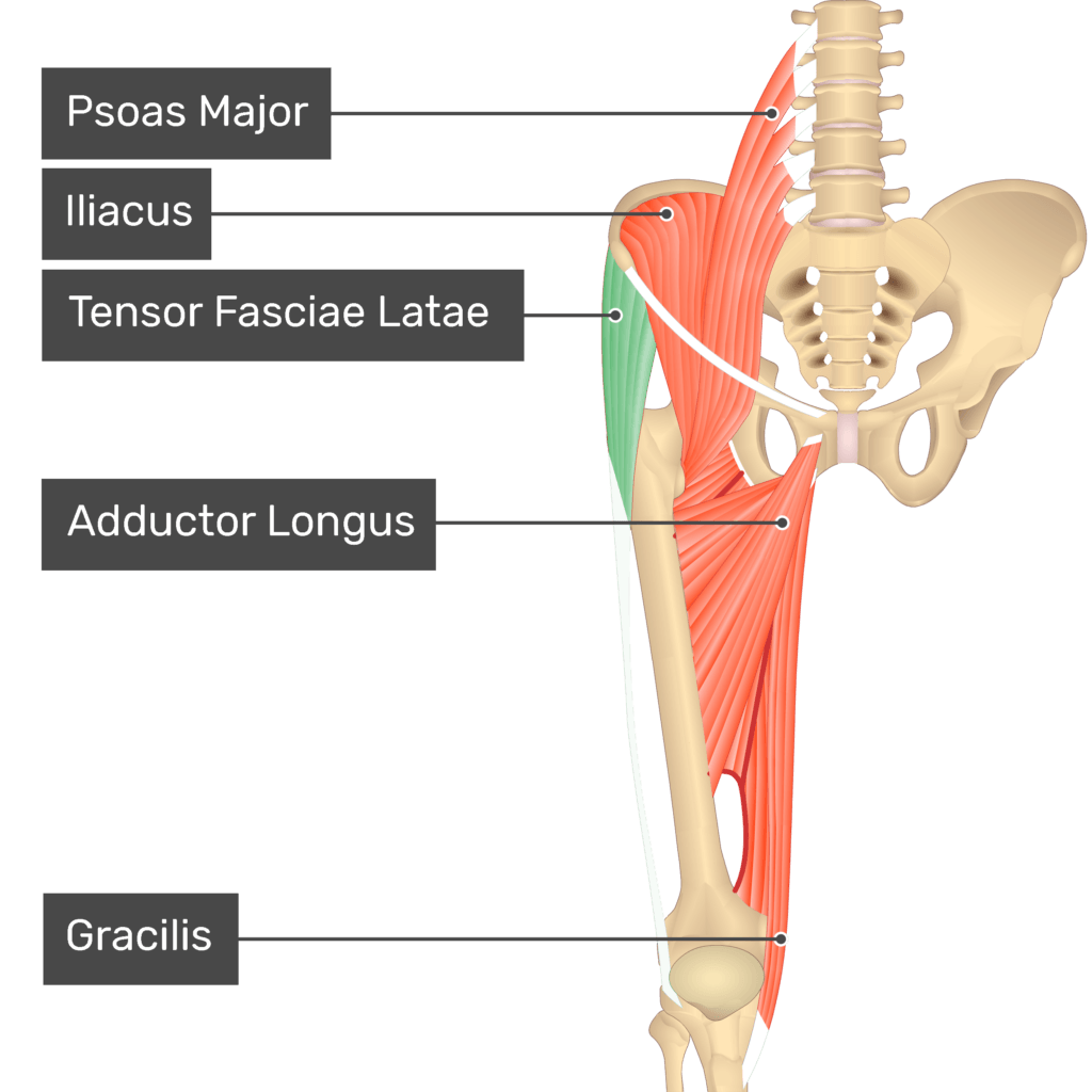 Tensor Fasciae Latae: attachments, action, innervation