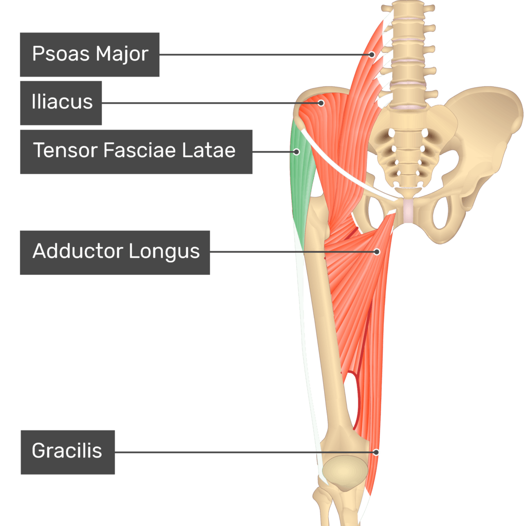 Anatomy For Sculptors - Tensor Fascia Lata