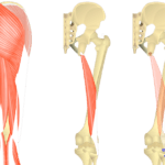 Feature image showing three images of posterior view of thigh and gluteal region and biceps femoris long head.