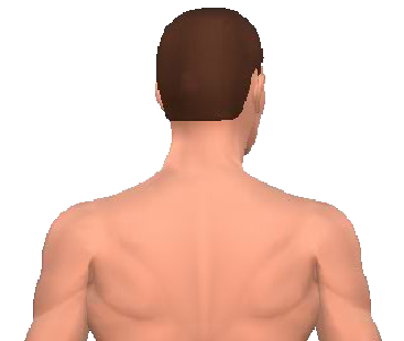 Slide 5 of the animation showing the conctrolateral rotation of cervical vertebrae.