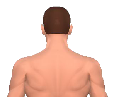 Slide 2 of the animation showing the extension of cervical vertebrae.