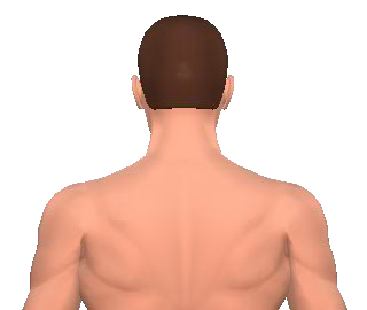 Slide 3 of the animation showing the extension of cervical vertebrae.