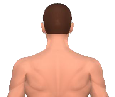 Slide 4 of the animation showing the extension of cervical vertebrae.