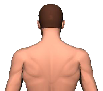 Slide 3 of the animation showing the extension of head and neck.