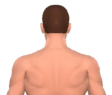 Slide 2 of the animation showing the extension of the cervical (neck) and thoracic (back) vertebrae.
