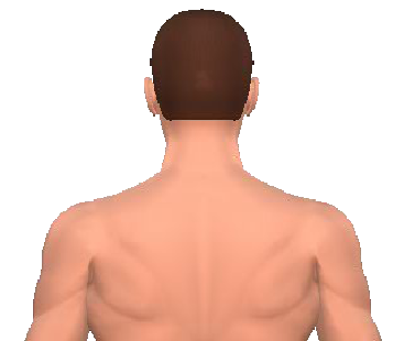 Slide 4 of the animation showing the extension of the cervical (neck) and thoracic (back) vertebrae.