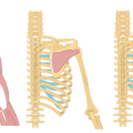Feature image containing three images of the posterior view of the back and arm showing infraspinatus.