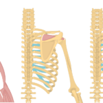 Feature image showing three images of the posterior back and arm with supraspinatus and supraspinatus origin and insertion.