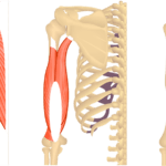 Feature image showing posterior view of muscles of posterior arm and back and triceps brachii.