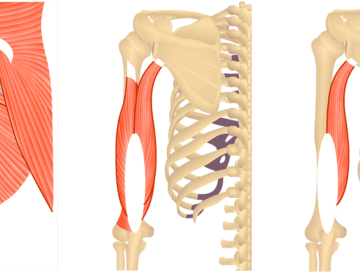 Feature image showing posterior view of muscles of posterior arm and back and triceps brachii.
