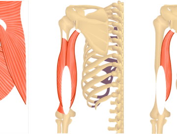 Feature image showing posterior view of muscles of posterior arm and back and triceps brachii.