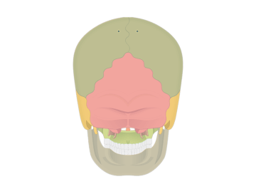 featured image for the posterior view of the skull bones