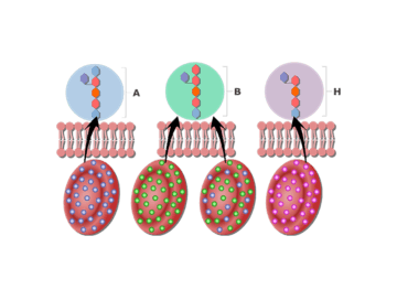 featured image of the ABO blood group system