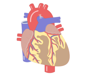 Anterior view of the heart and its main vessels