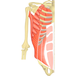 Anterior view of the trunk and upper limb showing the muscular layers of the abdomen