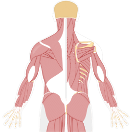 An overview of the main muscles of the upper limb, hip, and back (posterior view)