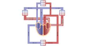 Blood circulation from the heart into the rest of the body with arrows describing the direction of blood flow. Deoxygenated blood in blue, oxygenated blood in red.