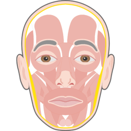 Facial muscles (anterior view)