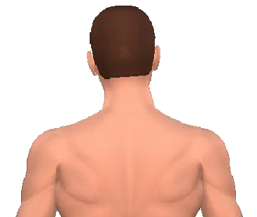 Slide 3 of the animation showing the lateral extension of cervical vertebrae.