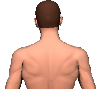 Slide 2 of the animation showing lateral flexion of head and neck to the same side.