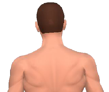 Slide 2 of the animation showing the lateral flexion of neck and back.