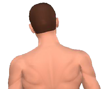 Slide 5 of the animation showing the lateral flexion of neck and back.