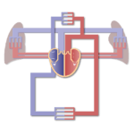 Featured image for the major blood vessels of the heart