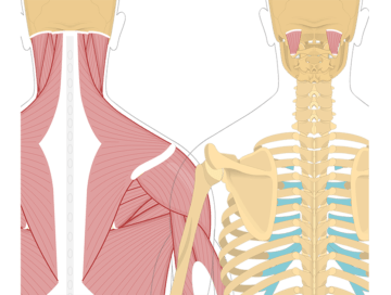 Featured image showing two views of the posterior view of the occipital region of the skull, cervical and thoracic regions of the spinal column, upper arm and scapulae. The image on the left shows the bony elements and the muscles of the back and next, the image on the right shows isolated Obliquus Capitis Superior Muscle.