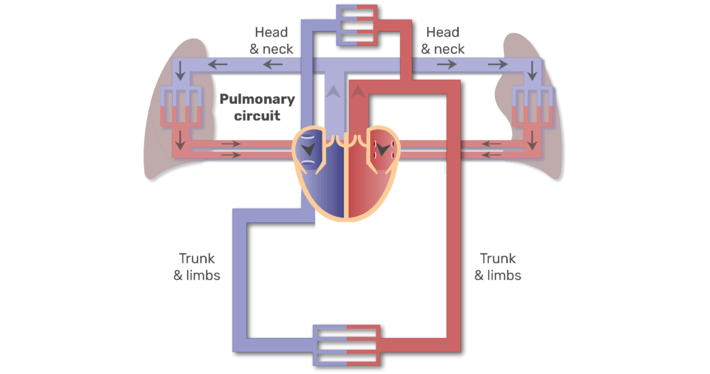 pulmonary circuit animation slide 1