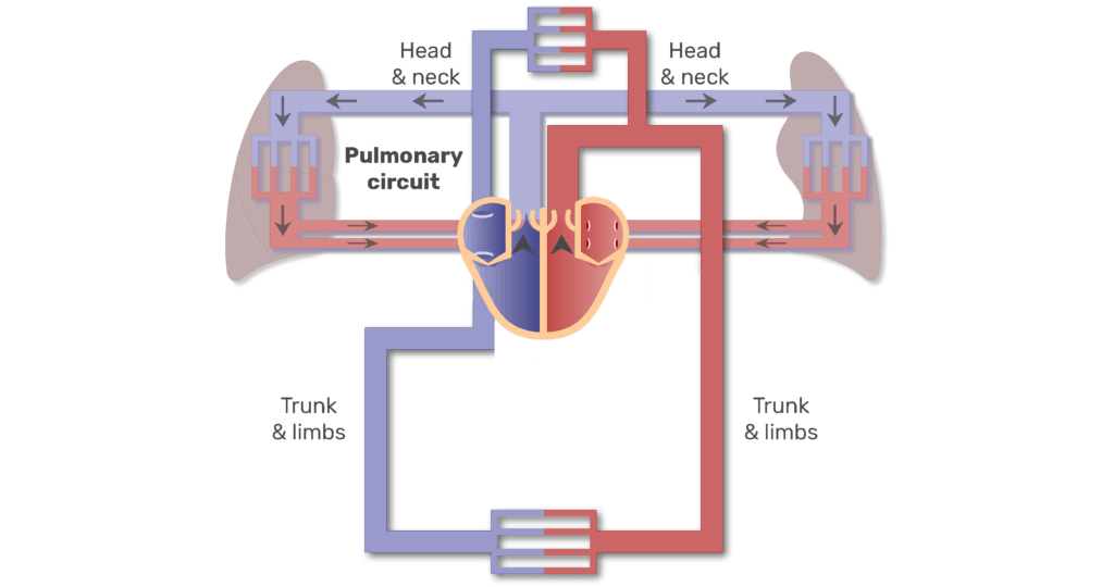 pulmonary circuit animation slide 7