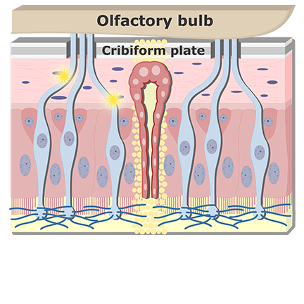 Impulses are carried by axons