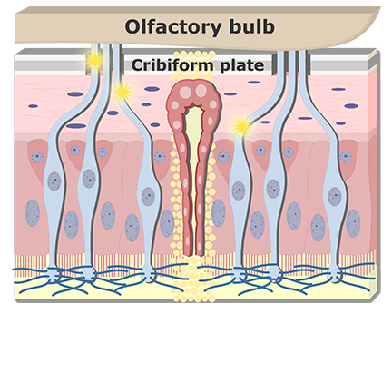 Impulses are carried by axons