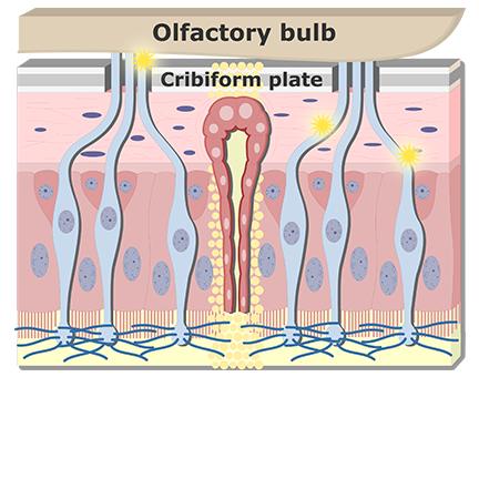 Impulses are carried by axons